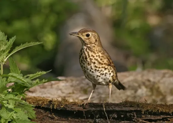 Framed Print : Song thrush – on log Bedfordshire UK Framed Print : Song thrush – on log Bedfordshire UK