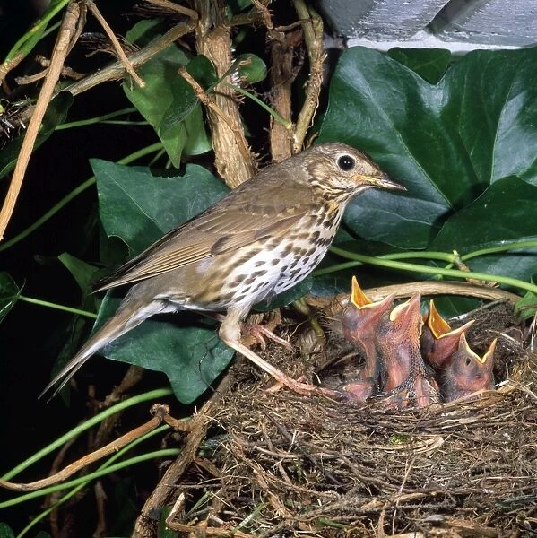 Song Thrush - at nest with young