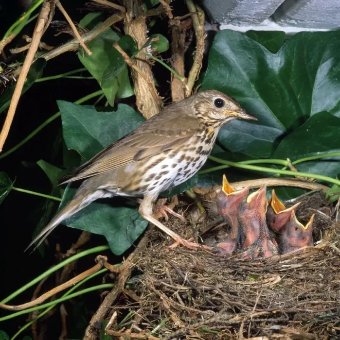 Framed Print : Song Thrush - at nest with young Framed Print : Song Thrush - at nest with young