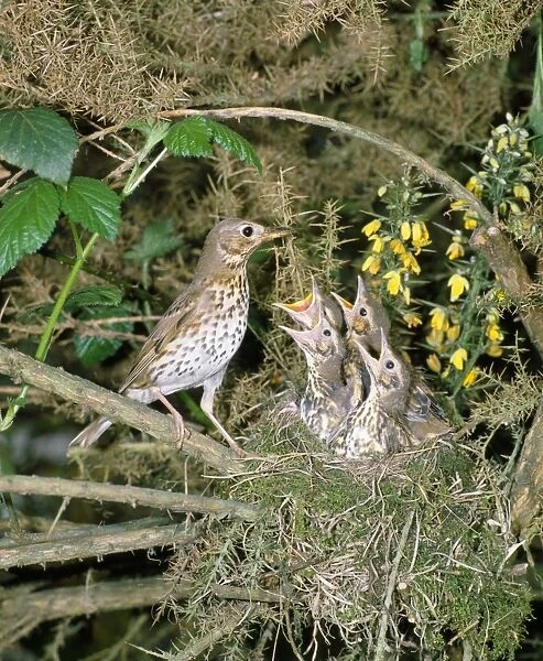Song Thrush - at nest with young West Sussex, UK