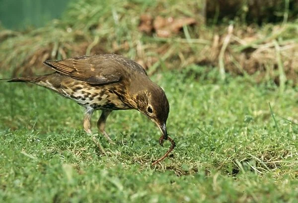 Song Thrush Pulling up worm