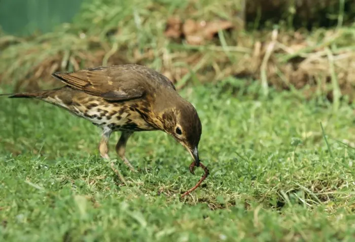 Framed Print : Song Thrush Pulling up worm Framed Print : Song Thrush Pulling up worm