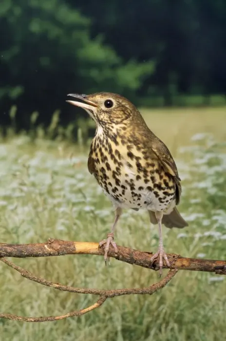 Framed Print : Song Thrush - singing Framed Print : Song Thrush - singing