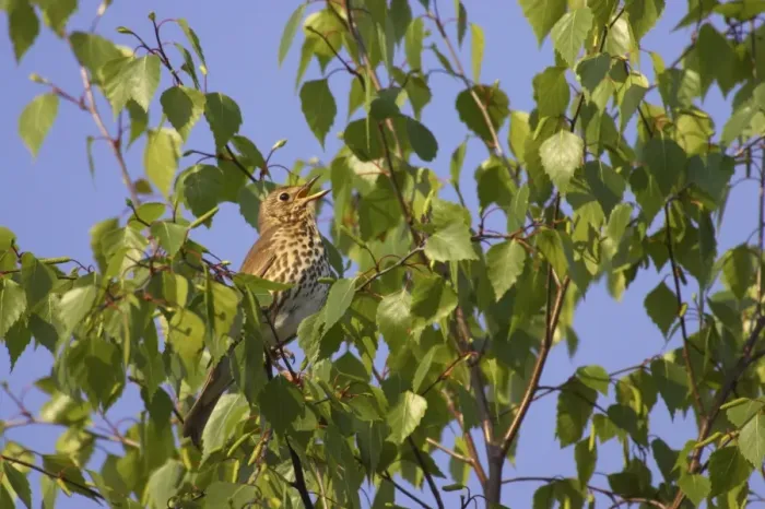 Framed Print : Song Thrush - Singing from perch in Birch Tree Essex, UK BI009876 Framed Print : Song Thrush - Singing from perch in Birch Tree Essex, UK BI009876
