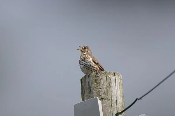 Song Thrush - Singing from telegraph pole