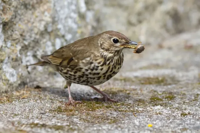 Framed Print : Song Thrush - with snail in beak Framed Print : Song Thrush - with snail in beak