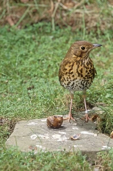 Song Thrush - standing on anvil with snail