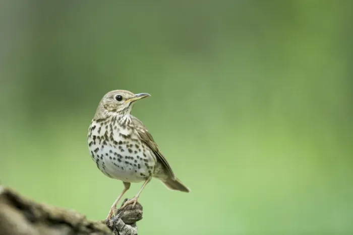 Framed Print : Song Thrush Turdus philomelos Hungary BI19737 Framed Print : Song Thrush Turdus philomelos Hungary BI19737