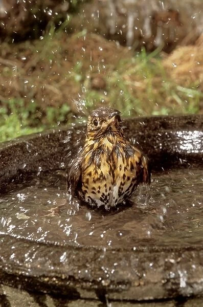 Song Thrush Using bird bath
