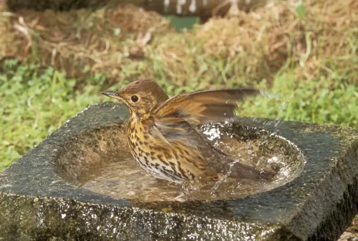 Framed Print : Song Thrush Using bird bath Framed Print : Song Thrush Using bird bath