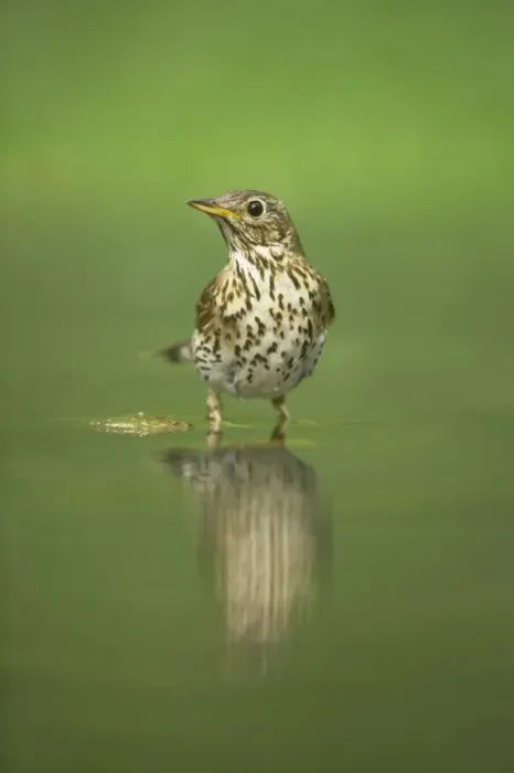 Framed Print : Song Thrush - At woodland pool Turdus philomelos Hungary BI016327 Framed Print : Song Thrush - At woodland pool Turdus philomelos Hungary BI016327
