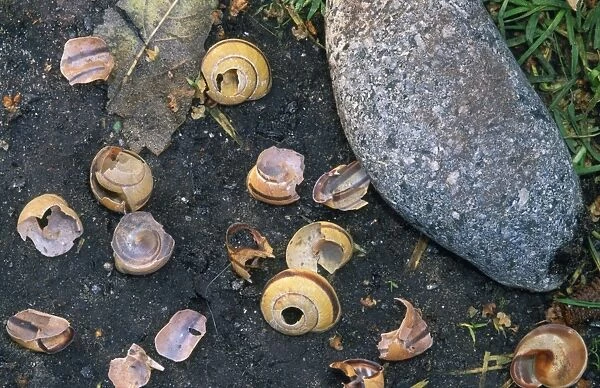 Song Thrush's Anvil - snail shells broken on stone