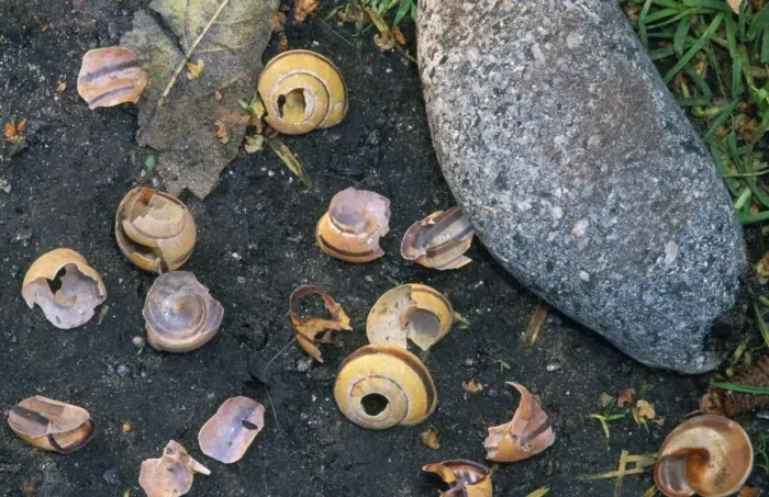 Framed Print : Song Thrush's Anvil - snail shells broken on stone