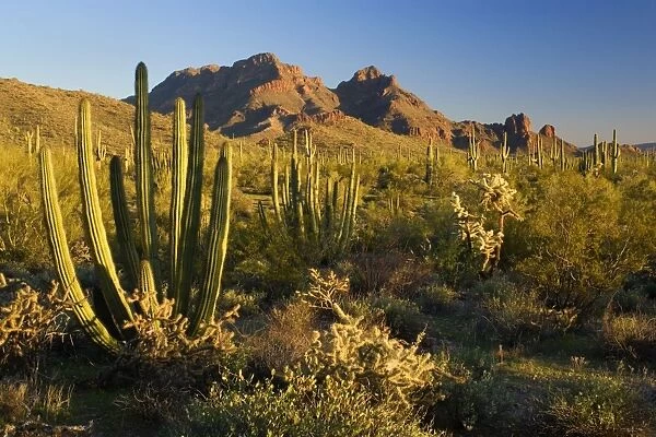 Sonora Desert - sonoran desert plant community including Jumping Chollas, Saguaro Cacti (Carnegiea gigantea), Organ Pipe Cacti (stenocereus thurberi), Ocotillos (fouquieria splendens)