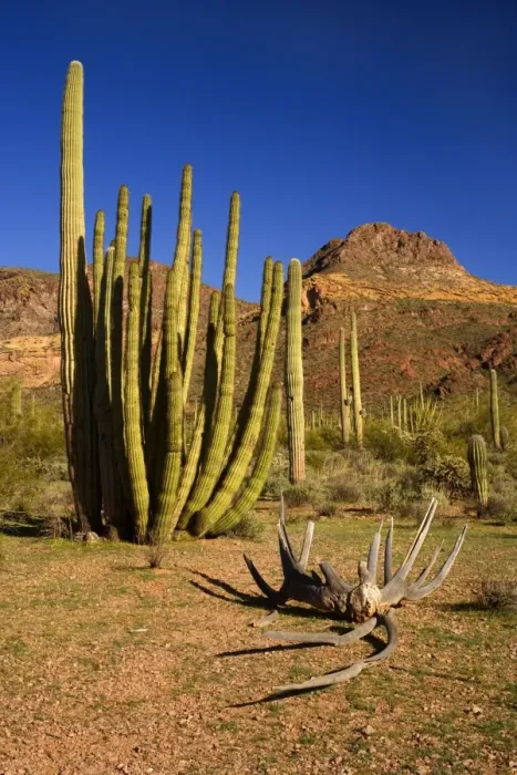Framed Print : Sonora Desert - sonoran desert plant community in spring with Saguaro Cacti and the Ajo Mountains as backdrop. A Giant Organ Pipe Cactus (Stenocereus thurberi) and a cactus skeleton in the foreground - Organ Pipe National Monument, Arizona, USA Framed Print : Sonora Desert - sonoran desert plant community in spring with Saguaro Cacti and the Ajo Mountains as backdrop. A Giant Organ Pipe Cactus (Stenocereus thurberi) and a cactus skeleton in the foreground - Organ Pipe National Monument, Arizona, USA