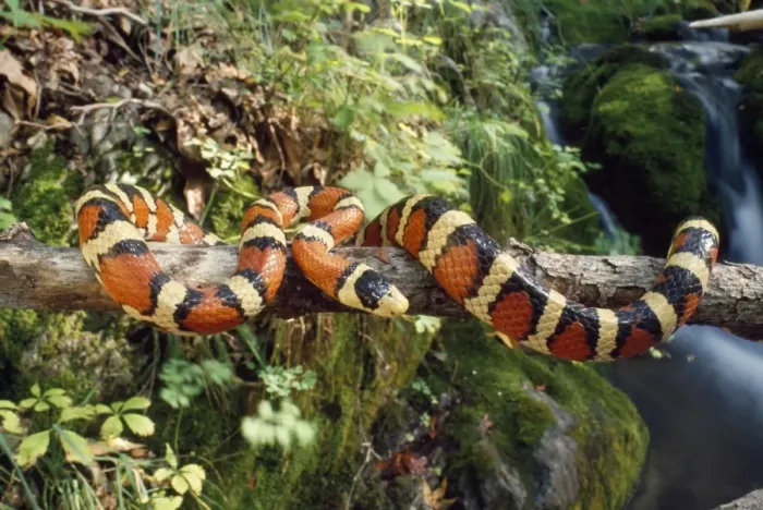 Framed Print : Sonora Mountain Kingsnake Arizona, USA Framed Print : Sonora Mountain Kingsnake Arizona, USA