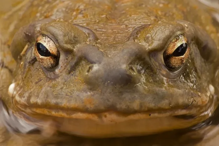 Framed Print : Sonoran Desert / Colorado River Toad - Close-up of face - Sonoran Desert - Central Arizona to southwestern New Mexico and Sinaloa - Mexico Framed Print : Sonoran Desert / Colorado River Toad - Close-up of face - Sonoran Desert - Central Arizona to southwestern New Mexico and Sinaloa - Mexico