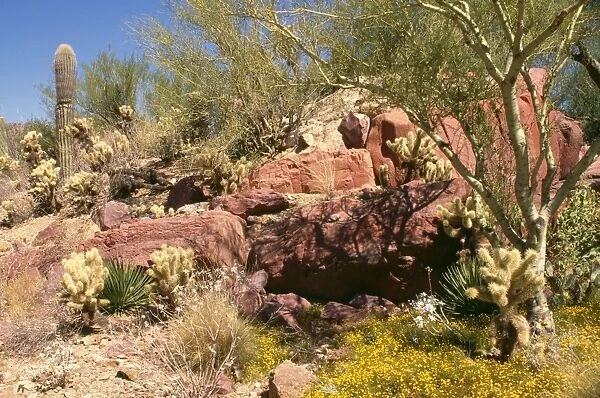Sonoran Desert - Saruaro Cactus, Cholla Cactus, Barrel Cactus, Organ Pipe Cactus. Arizona, USA