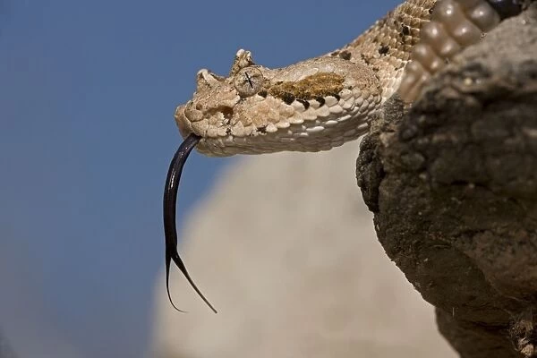 Sonoran Desert Sidewinder  /  Horned Rattlesnake - with tongue out - Arizona - USA - Distribution: southwestern United States and northwestern Mexico