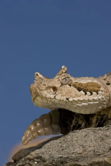 Framed Print : Sonoran Desert Sidewinder  /  Horned Rattlesnake - Arizona - USA - Distribution: southwestern United States and northwestern Mexico