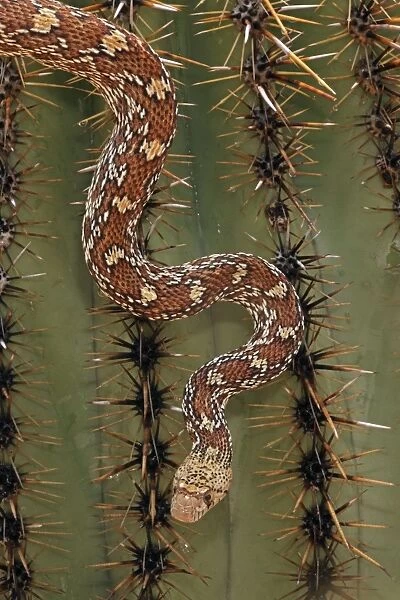 Sonoran Gopher Snake Head - crawling on Saguaro Cactus - Arizona - USA - Distribution: southward from southern Colorado through most of Arizona - New Mexico and western Texas into Mexico
