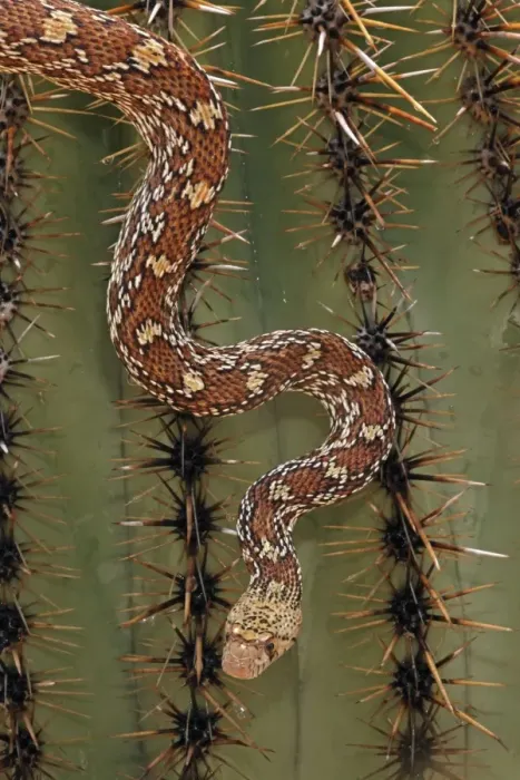 Framed Print : Sonoran Gopher Snake Head - crawling on Saguaro Cactus - Arizona - USA - Distribution: southward from southern Colorado through most of Arizona - New Mexico and western Texas into Mexico Framed Print : Sonoran Gopher Snake Head - crawling on Saguaro Cactus - Arizona - USA - Distribution: southward from southern Colorado through most of Arizona - New Mexico and western Texas into Mexico