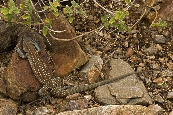 Sonoran Spotted Whiptail - Arizona - USA - Eat insects-spiders-scorpions-centipedes and other small animalls including other lizards - Occurs primariy in upland habitats of oak-woodland