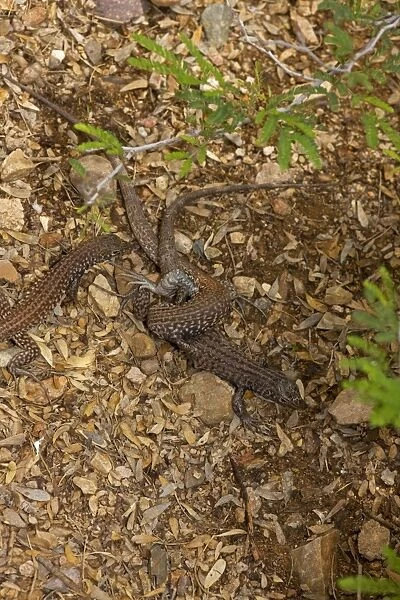 Sonoran Spotted Whiptail - Two females mating - Arizona - USA