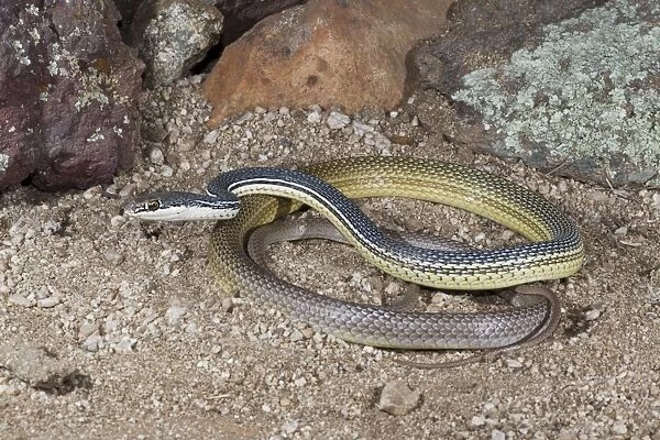 Sonoran Whipsnake - controlled conditions - range from mostly Mexico but enters the United States in southwestern New Mexico and southeastern to west-central Arizona - Arizona - USA