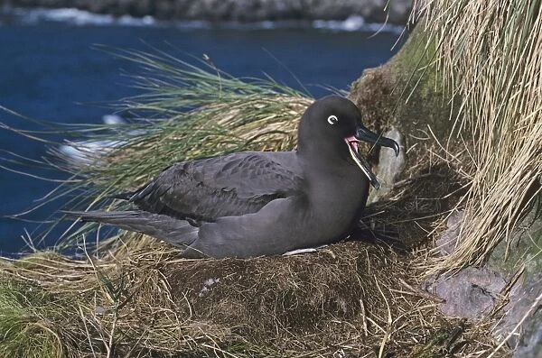 Sooty albatross on nest incubating