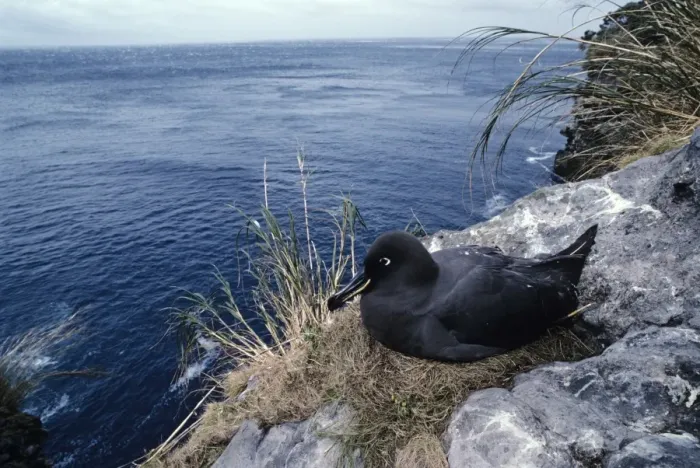Framed Print : Sooty albatross on nest incubating Framed Print : Sooty albatross on nest incubating