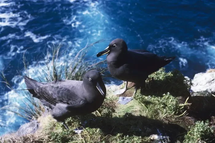 Framed Print : Sooty albatross - pair on cliff edge Framed Print : Sooty albatross - pair on cliff edge