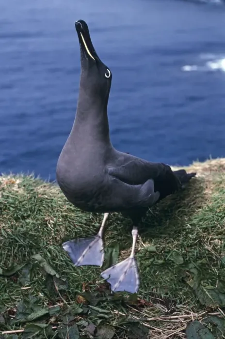 Framed Print : Sooty albatross - skycalling (courtship behaviour) on cliff edge Framed Print : Sooty albatross - skycalling (courtship behaviour) on cliff edge