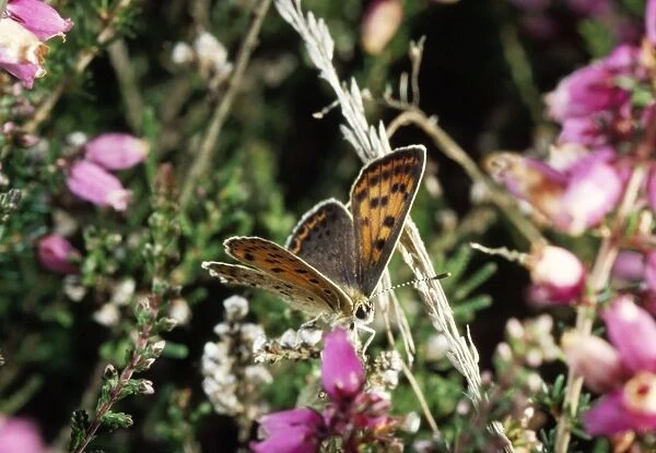 Sooty Copper Butterfly Normandy, France