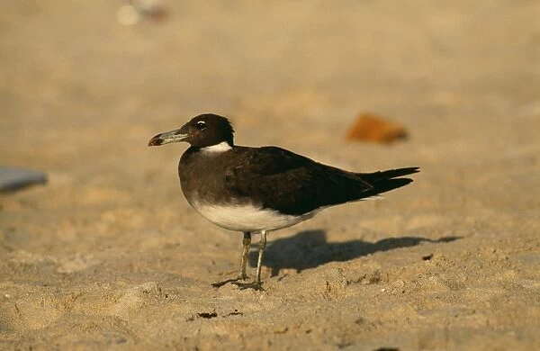 Sooty Gull Adult, Oman