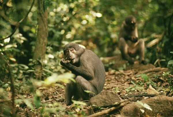 Sooty Managabey Monkey - Sierra Leone, West Africa