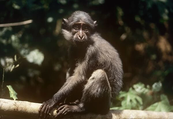 Sooty Mangabey Monkey - on branch Gola Rainforest Sierra Leone West Africa