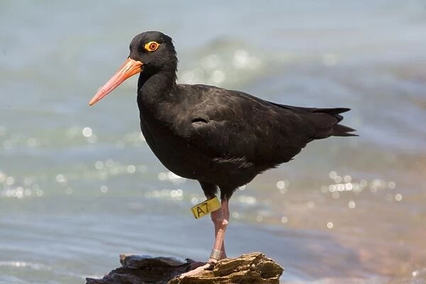 Sooty Oystercatcher leg flagged Endemic to Australia. A marine species found right around Australia's coastline but nowhere particularly common. Usually frequents rocky areas. At Roebuck Bay near Broome, Western Australia