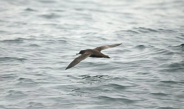 Sooty Shearwater RES 268 In flight over water Puffinus griseus © George Reszeter  /  ardea. com