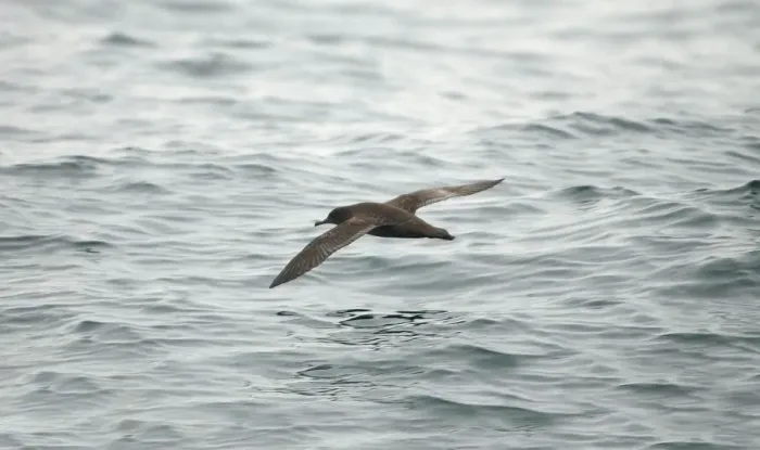 Framed Print : Sooty Shearwater RES 268 In flight over water Puffinus griseus © George Reszeter / ardea. com Framed Print : Sooty Shearwater RES 268 In flight over water Puffinus griseus © George Reszeter / ardea. com