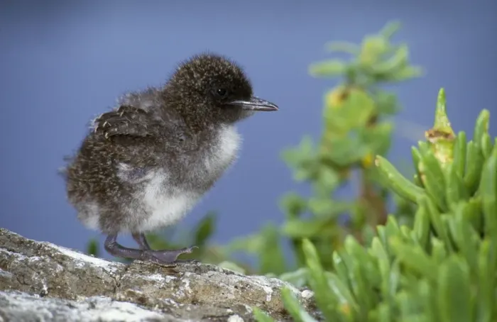 Framed Print : Sooty Tern - chick Lord Howe Island, Ausralia