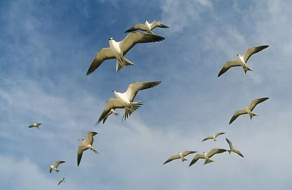Sooty Tern - flock in flight