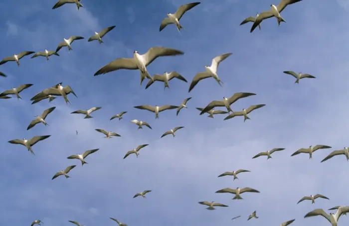 Framed Print : Sooty Tern - flock in flight Framed Print : Sooty Tern - flock in flight