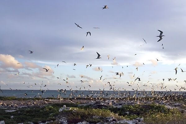 Sooty Tern - flock in flight. Ile du Lys - Iles Glorieuses - Iles Eparses - Indian ocean