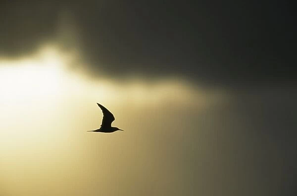 Sooty Tern - Silhouetted against Stormy Sky at Dusk