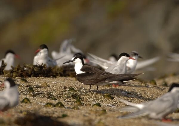 Sooty Tern - stood with Arctic Terns - Wales - July