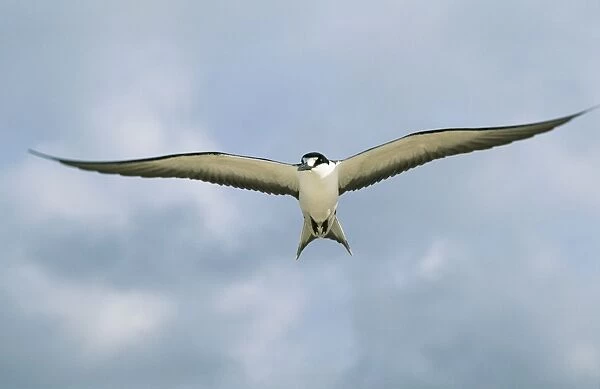 Sooty Tern WAT 7579 In flight Gygis alba © M. Watson  /  ardea. com