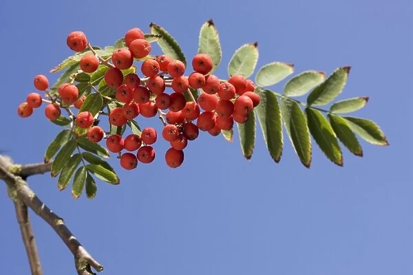 Sorbus with fruit