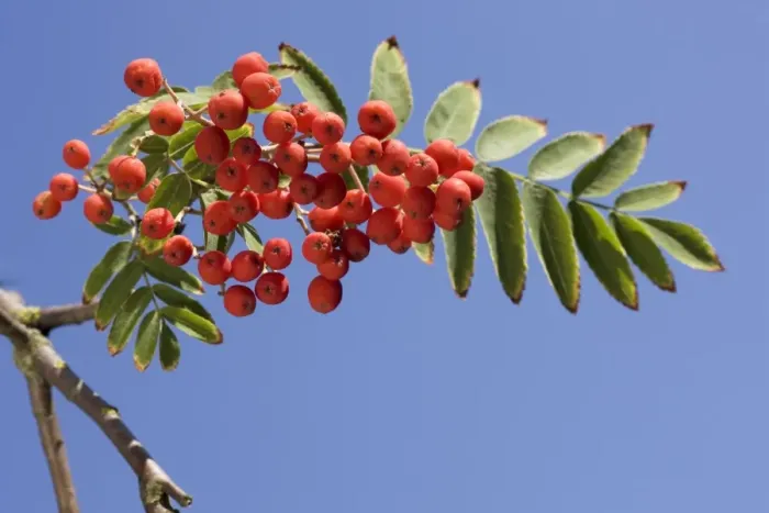Framed Print : Sorbus with fruit Framed Print : Sorbus with fruit