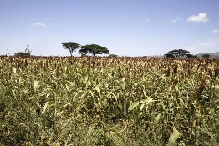 Framed Print : Sorghum - crop. Gidole - Ethiopia Latin can also be Sorghum vulgare Framed Print : Sorghum - crop. Gidole - Ethiopia Latin can also be Sorghum vulgare